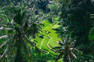 14 Best Things to Do in Ubud, Bali for a Soulful First Trip