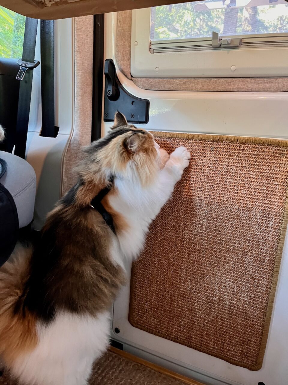 To keep your cat from wrecking your van, make sure to set up a scratching spot first