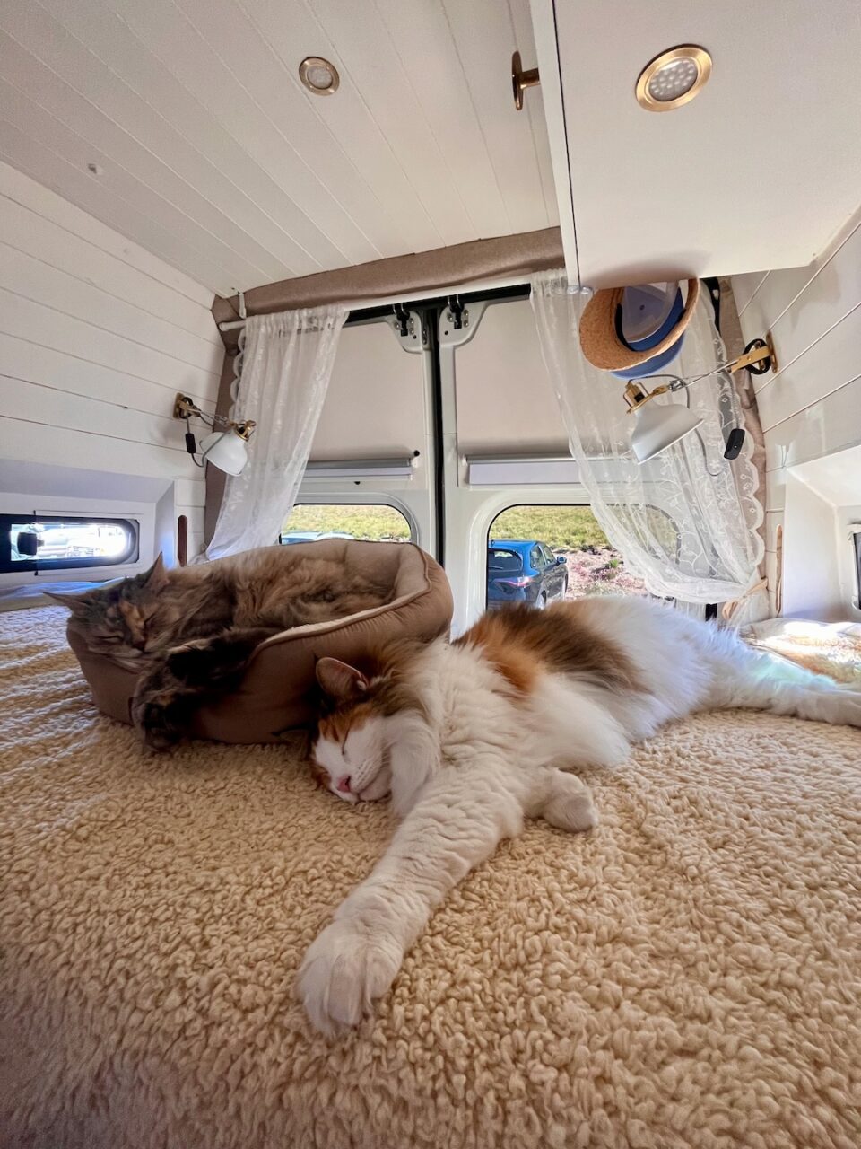 Pick destinations with moderate temperatures to keep your cat comfortable