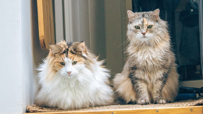 Van Life with a Cat: 10 Essential Tips for a Smooth Journey