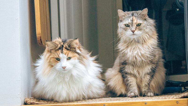 Van Life with a Cat: 10 Essential Tips for a Smooth Journey