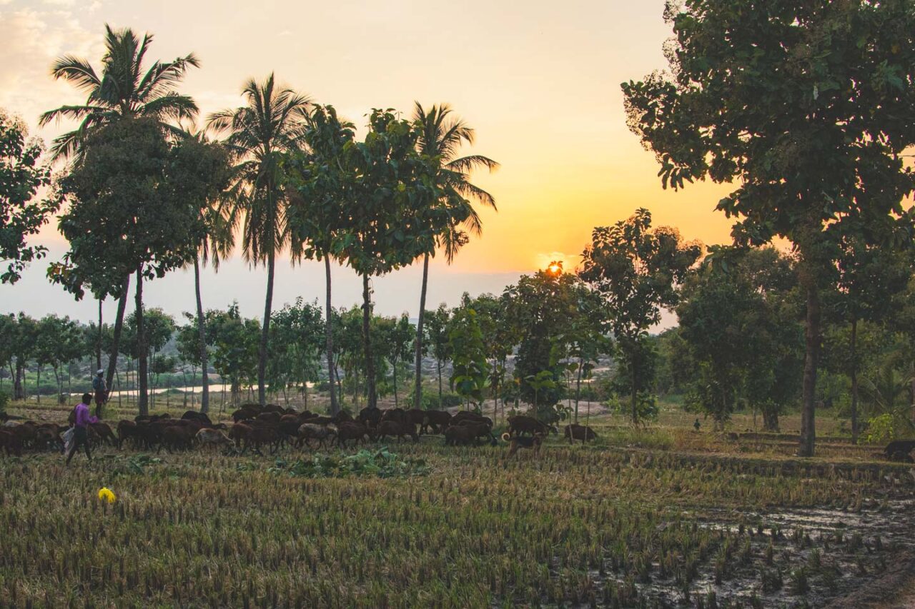 The day slowly comes to an end. In Hampi, everything moves to its own rhythm.
