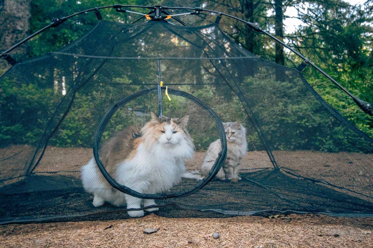 If your cat dislikes walking on a leash, try a cat tent