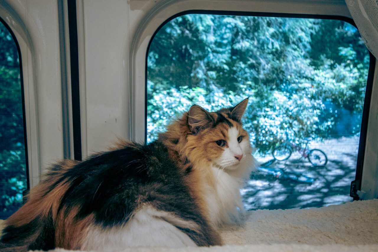 Be patient and let your cat slowly get used to your camper van