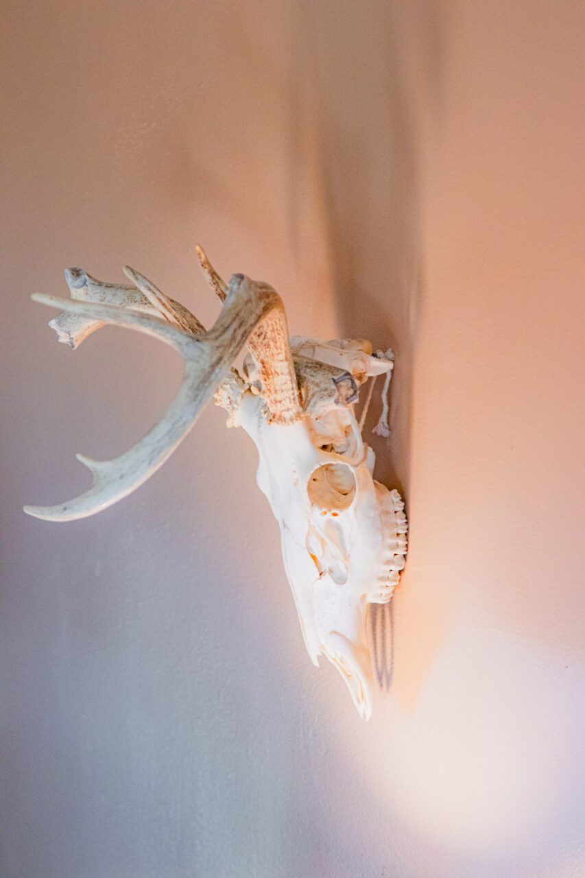 That skull says it loud and clear: no pets allowed here