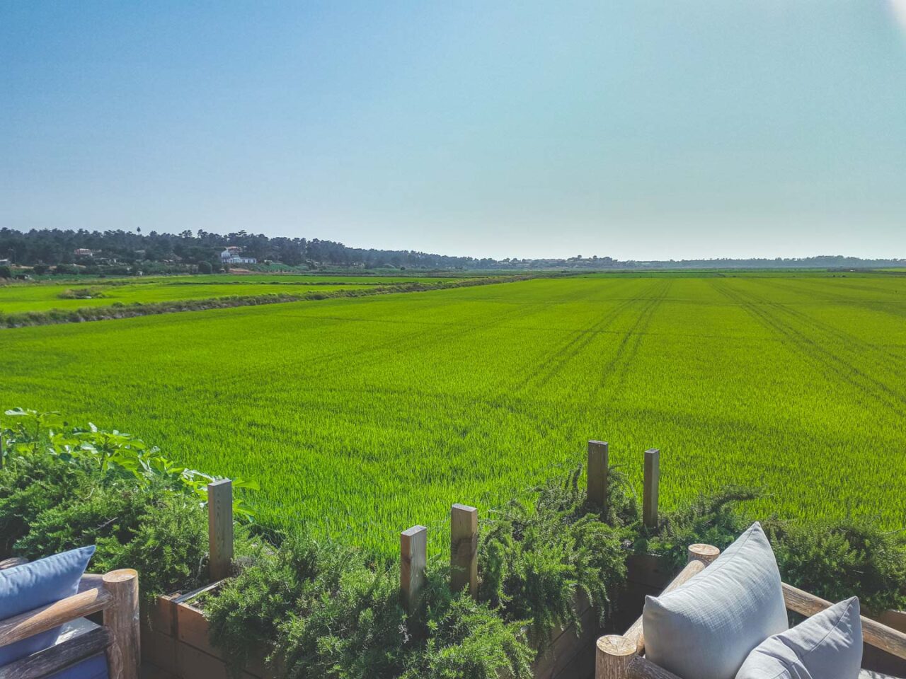 Greenery as far as the eye can see