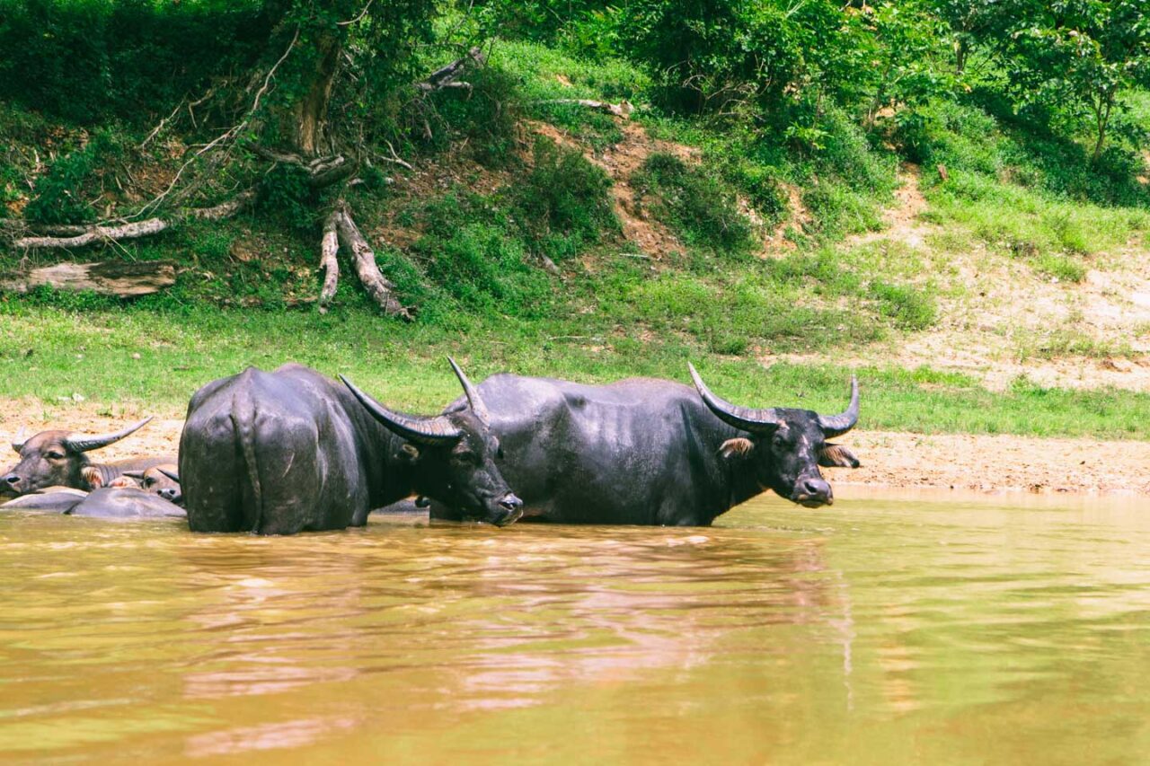 10 Amazing Reasons to Visit Taman Negara National Park, Malaysia