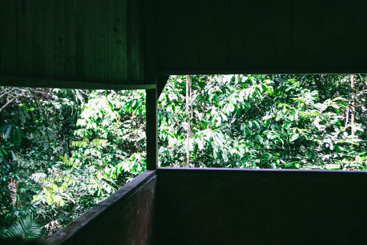 Jungle hide, Taman Negara, Malaysia