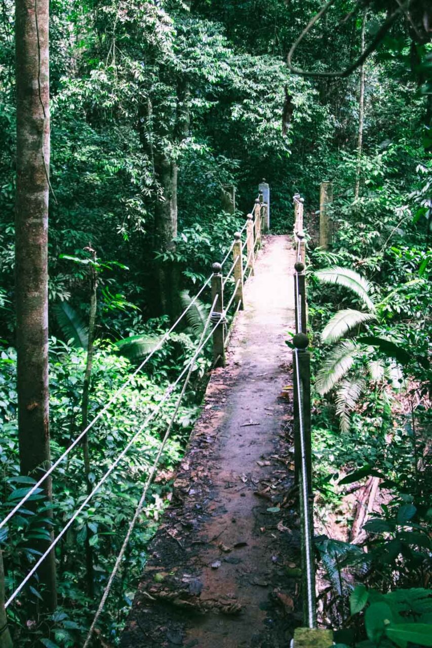 Canopy Walkway, Taman Negara, Malaysia