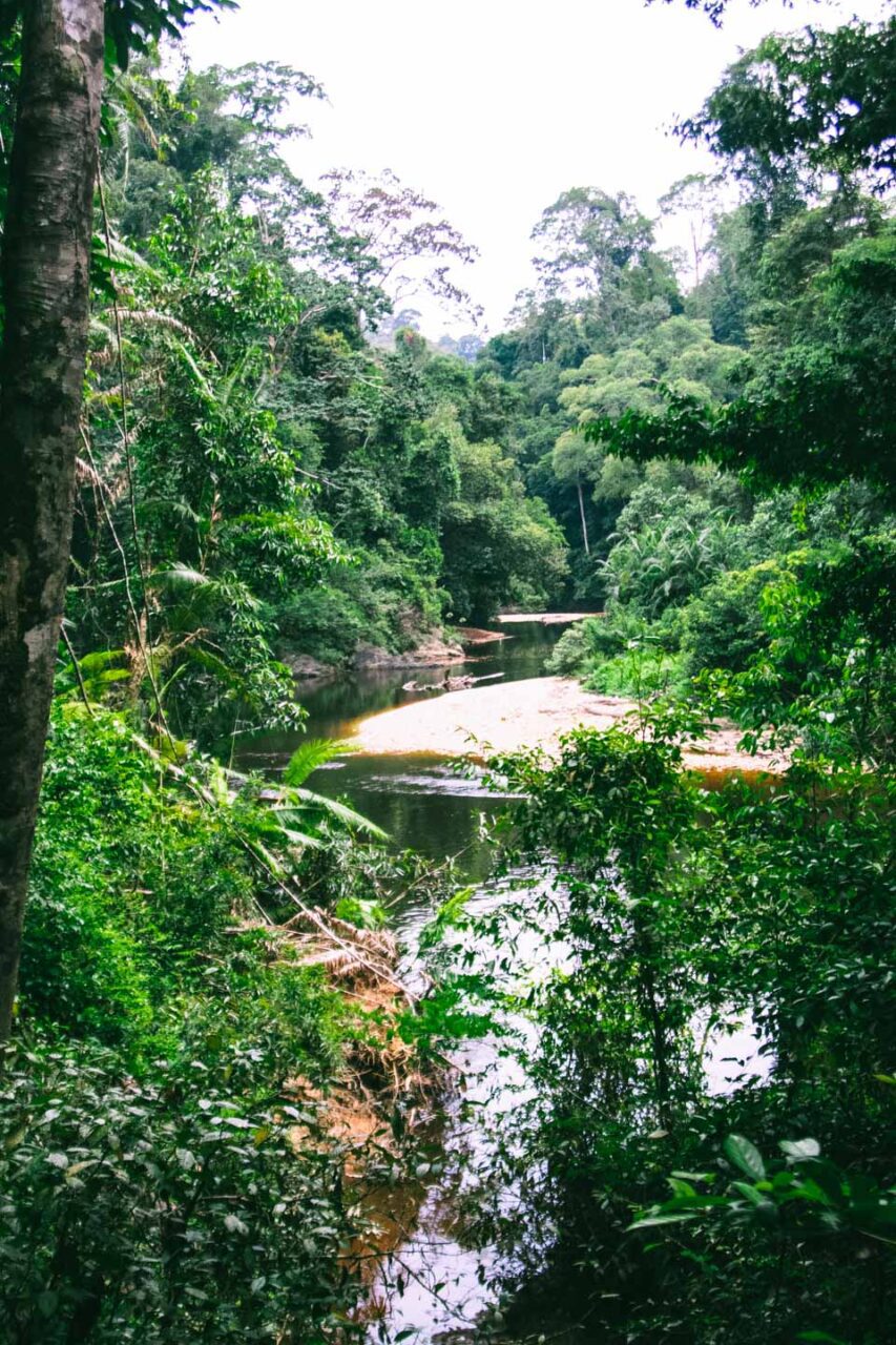 10 Amazing Reasons to Visit Taman Negara National Park, Malaysia