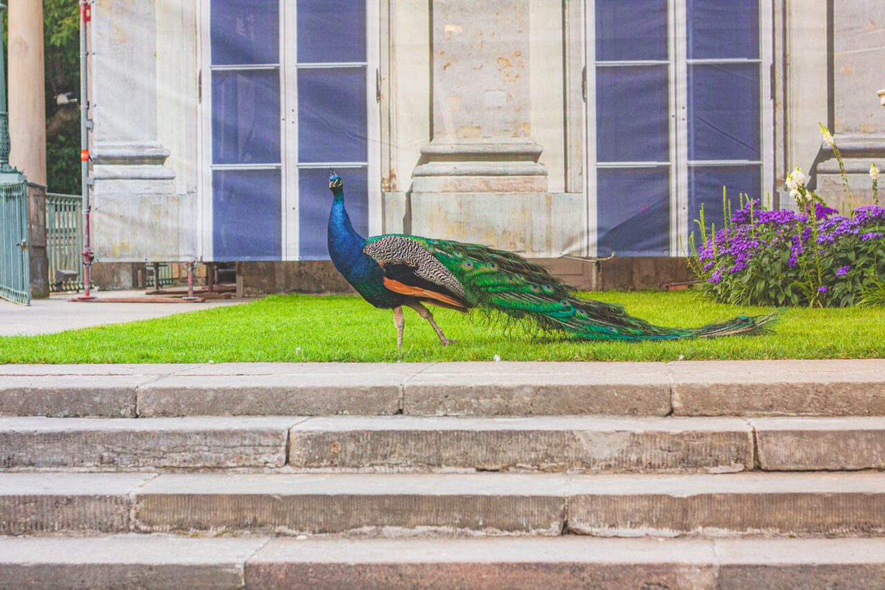 Proud resident of Royal Baths - peacock in full glory
