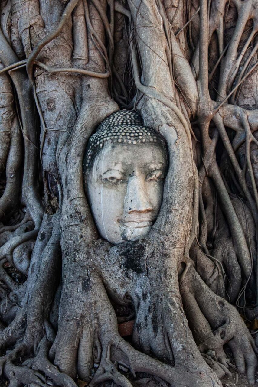Famous Buddha head in tree roots