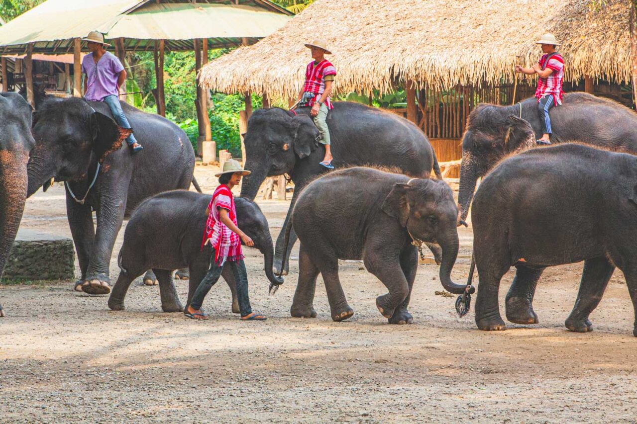 Słoniątka w obozie turystycznym. Wychowane w niewoli, uczone posłuszeństwa od pierwszych dni
