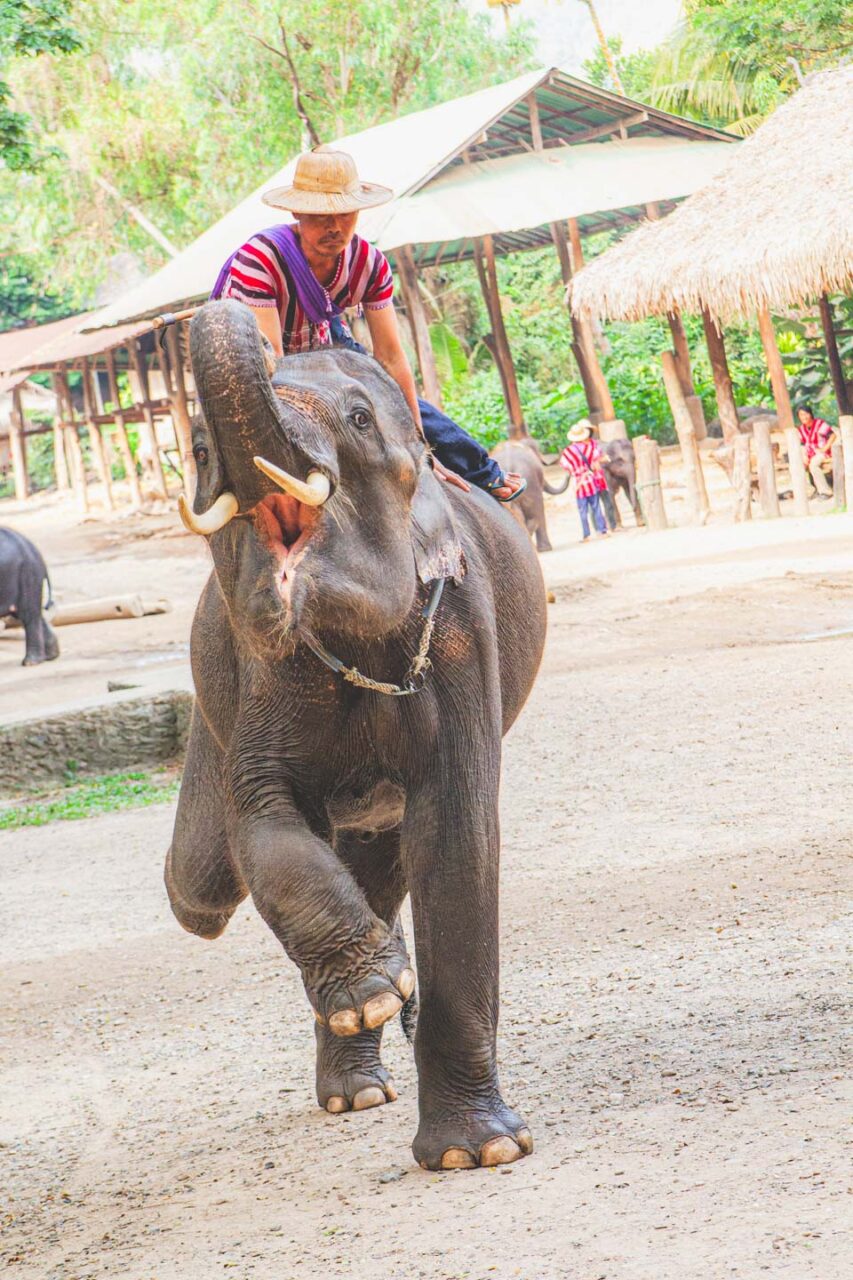 Tresura w praktyce. Taki „pokaz” to efekt miesięcy przemocy, której nikt nie pokazuje turystom