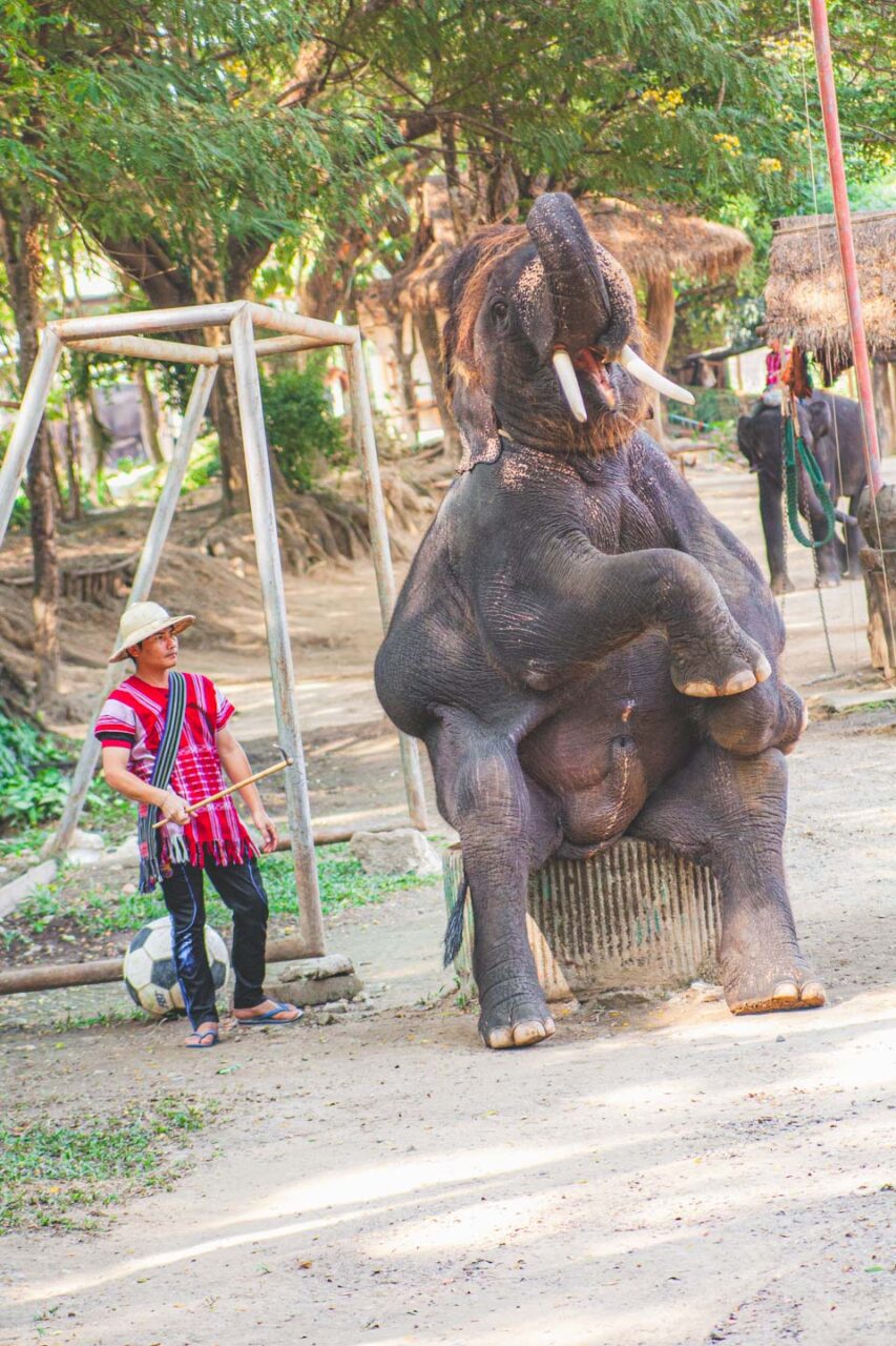 Cyrkowa poza, która wzbudza oklaski. Dla słonia to nie sztuczka, tylko strach przed karą