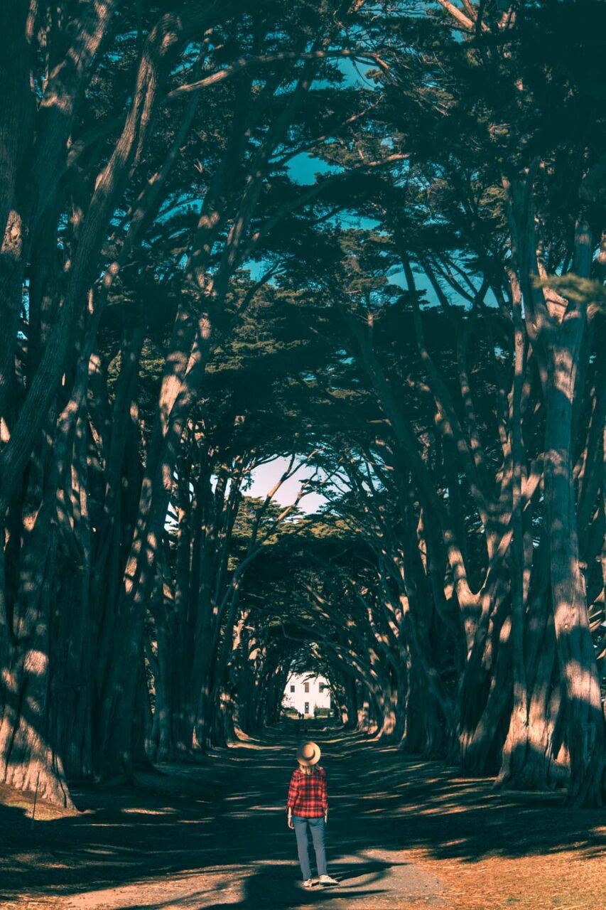 Cypress Tree Tunnel is a dreamy spot for Instagram shots