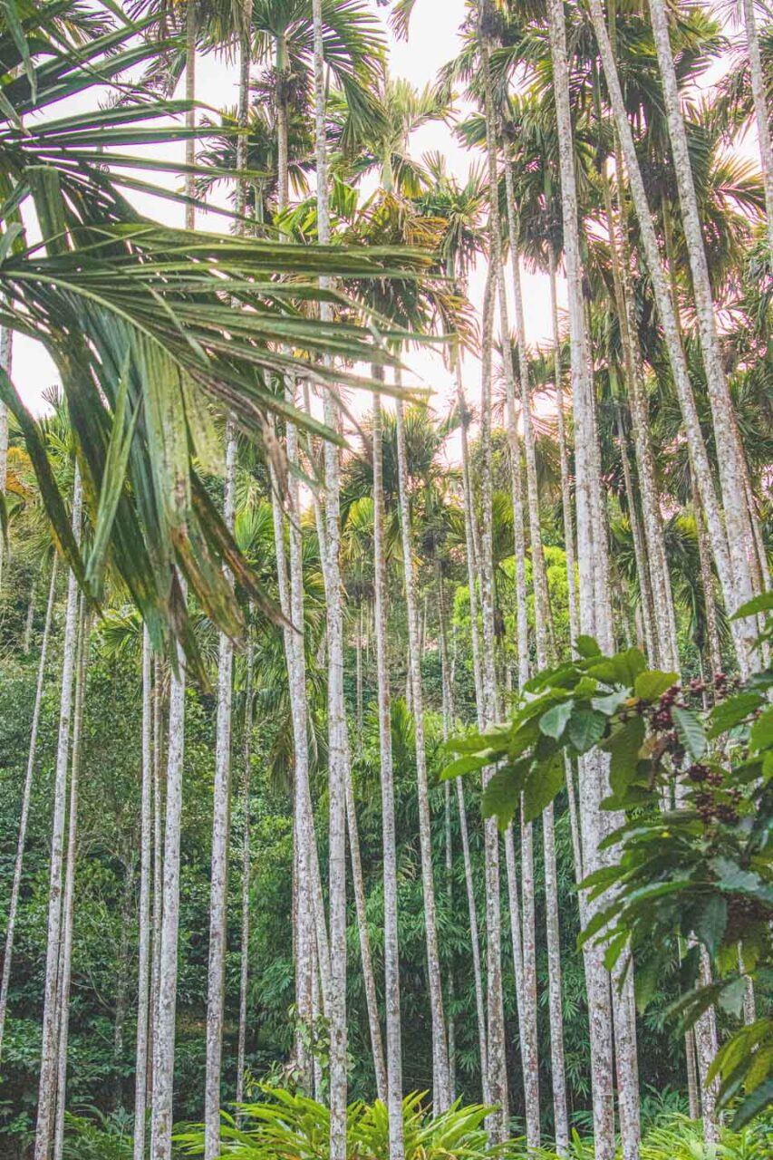 Dense grove of slender areca palms in Wayanad - walking through a spice and tropical tree plantation where green has a thousand shades