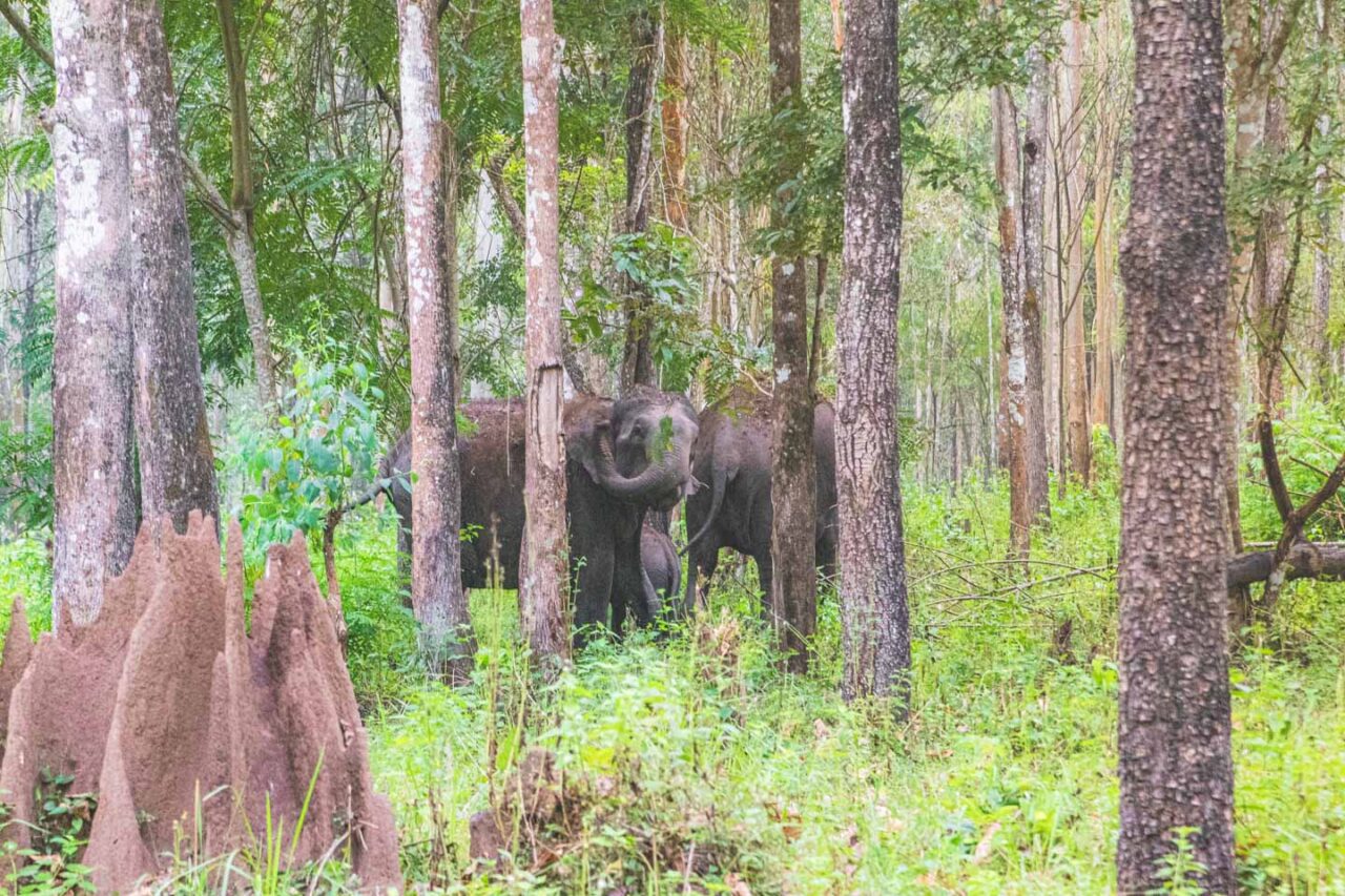 Meeting wild elephants during morning safari in Wayanad