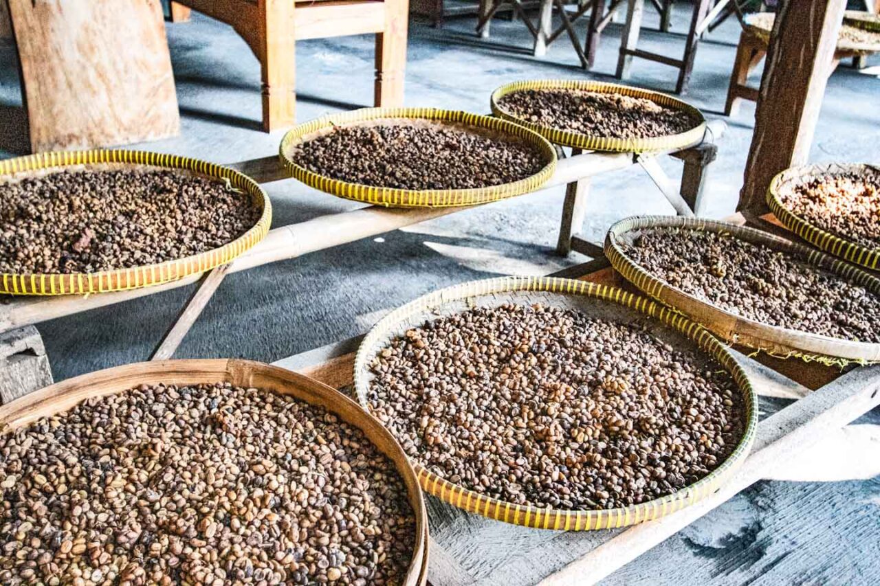 Kopi luwak beans. Once I was fascinated by their 'exoticism.' Today I know the cost