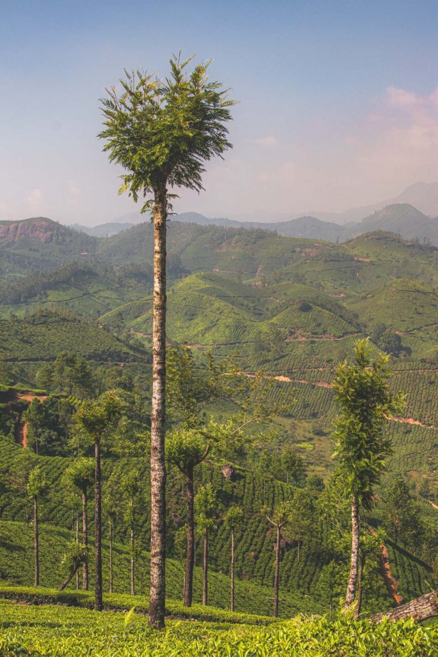 Green hills of Kerala. Where tea grows in layers, and solitary trees guard the morning silence.