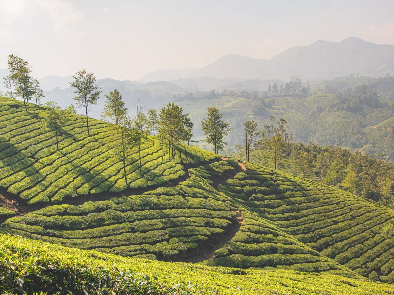 munnar-kerala-travel-guide
