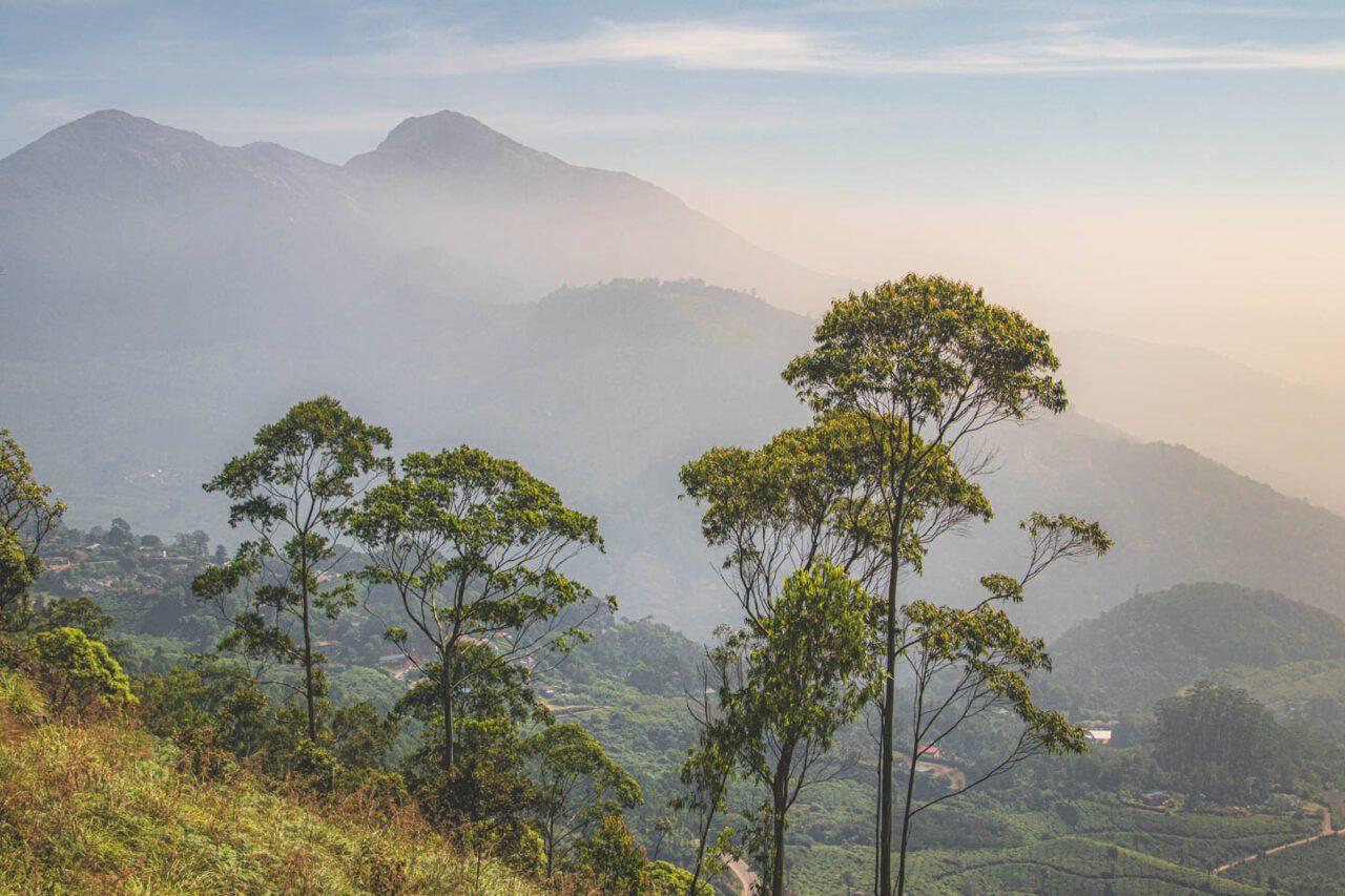 Morning in Munnar paints the world in pastels - somewhere among the hills, a new day begins.