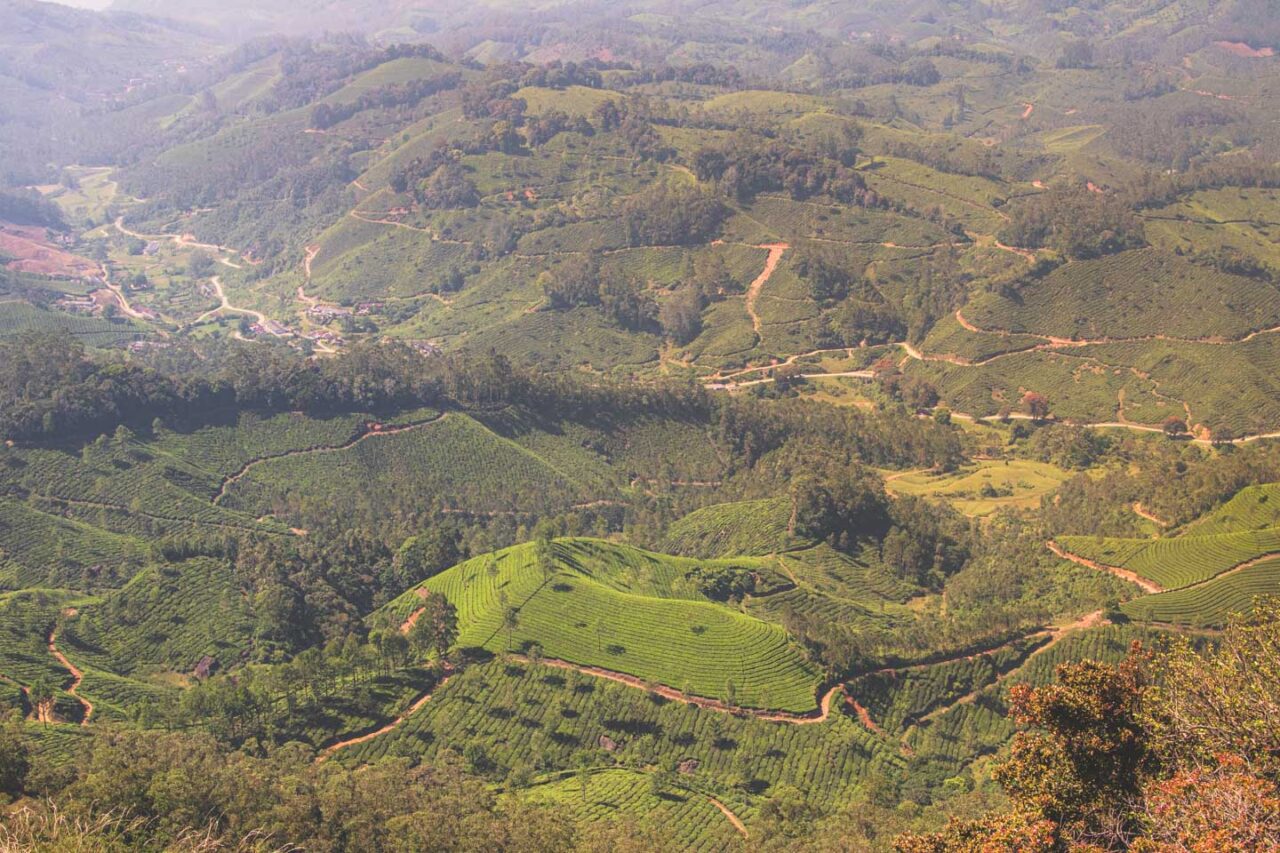 From above, they look like a soft blanket woven from green waves. Each path tells a different story, each leaf - a taste of India.