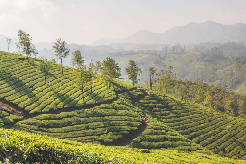 munnar-kerala-travel-guide