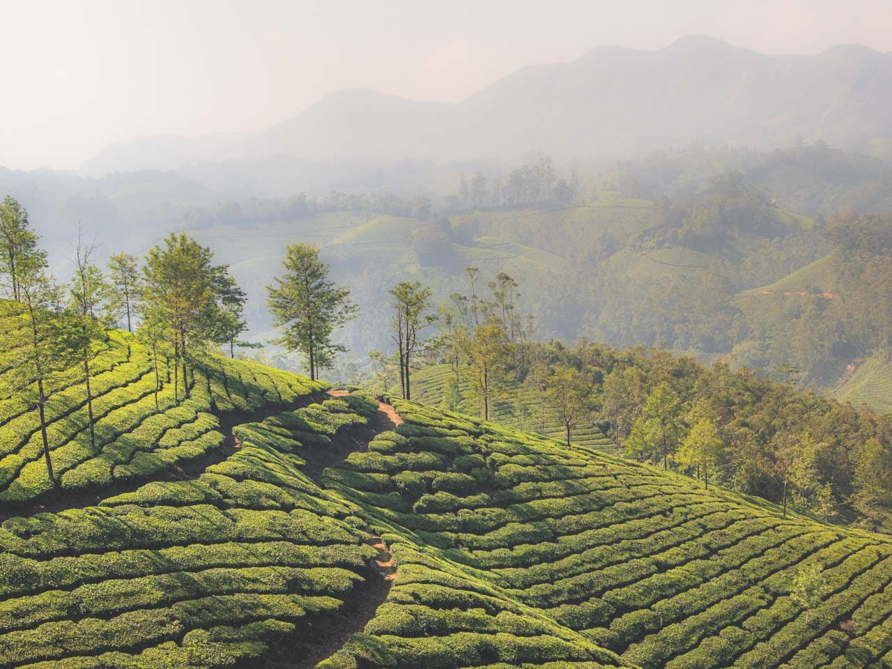 Plantacje herbaty w Munnar, Kerala - bujne wzgórza i mgliste widoki w południowych Indiach.