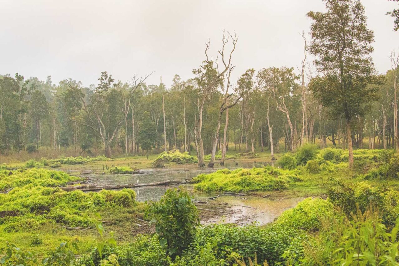 Wayanad, Kerala Travel Guide: Treehouses, Safaris & Soulful Escapes