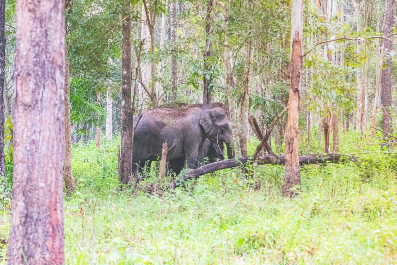 Two wild elephants in a dense forest in Wayanad, Kerala.