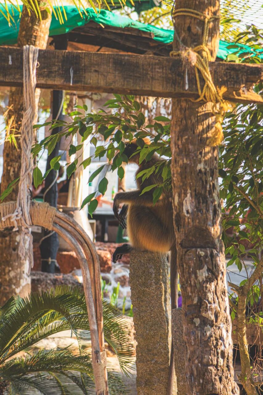 Monkey resting in the shade of tropical plants in Palolem, Goa