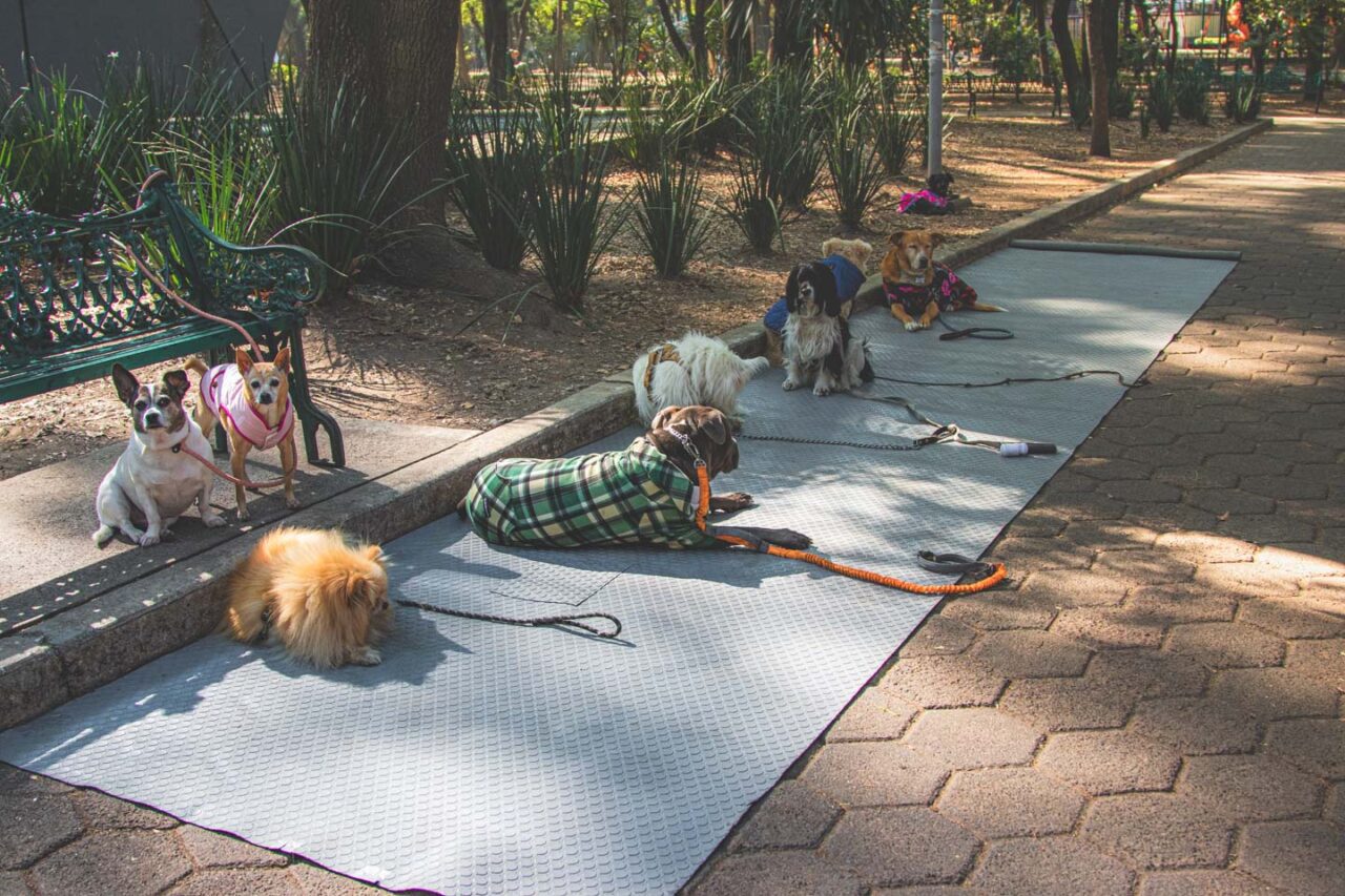 Dogs resting in a park in the Condesa district of Mexico City, daily life of residents spent outdoors, a peaceful afternoon in the city.