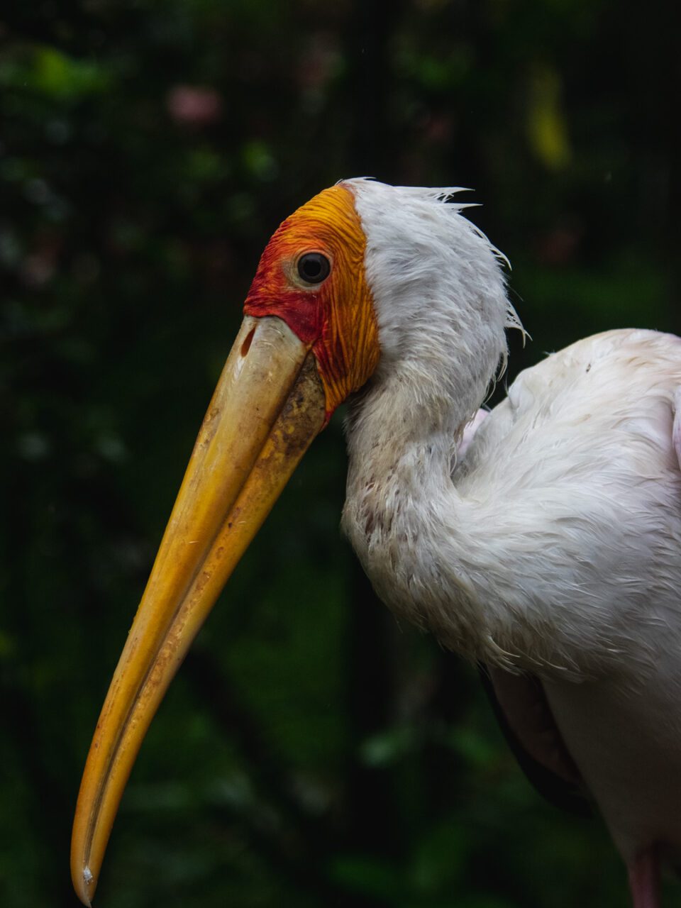 Portrait of a bird at Kuala Lumpur Bird Park - one of the greenest and most surprising places in the city