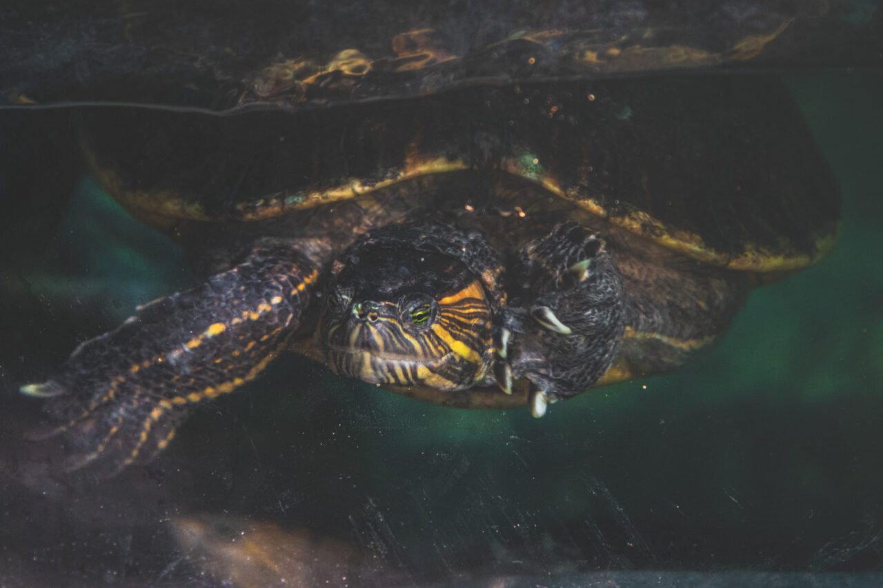 A turtle underwater at the Centro Mexicano de la Tortuga in Mazunte