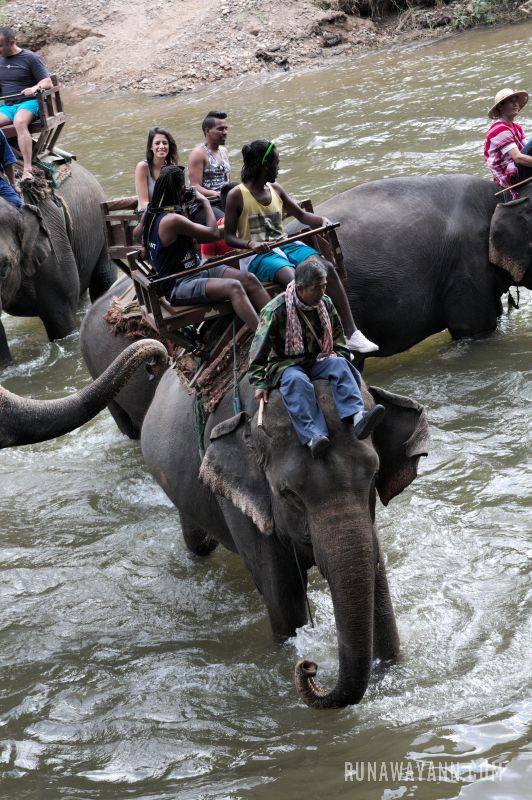 10 Powodów, Dlaczego Jazda na Słoniu w Tajlandii nie Powinna Znaleźć się na Twojej Liście