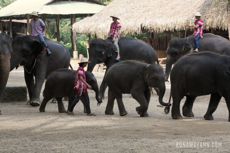 Typowy obóz dla słoni w Tajlandii