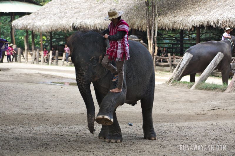 10 Powodów, Dlaczego Jazda na Słoniu w Tajlandii nie Powinna Znaleźć się na Twojej Liście