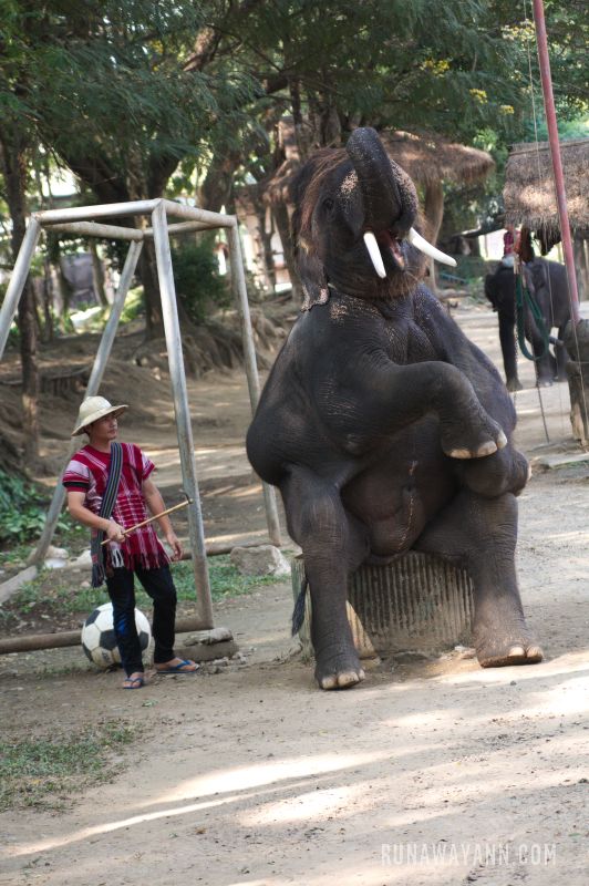 Typowy obóz dla słoni w Tajlandii