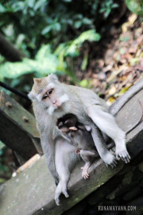 A visit to the Monkey Forest is a unique opportunity to meet adorable macaques