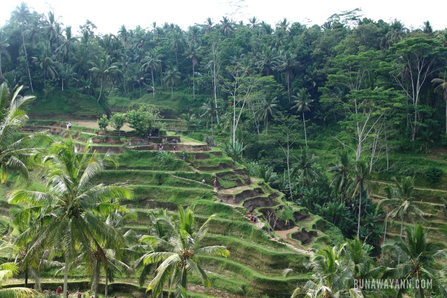 Rice fields in Tegalalang - one of 3 Tourist Attractions To Visit In Bali
