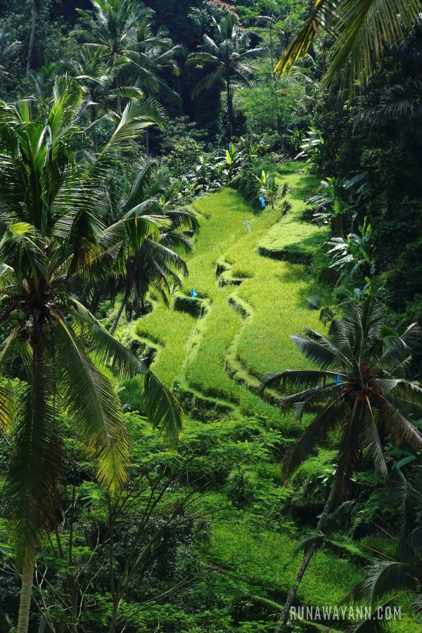 Tegalalang rice paddies, Bali