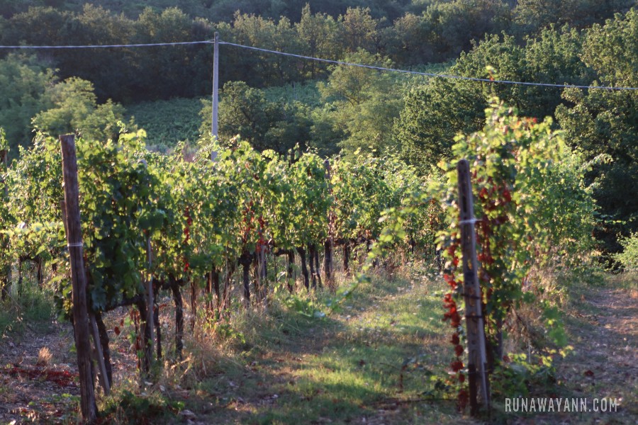 San Gimignano wine tasting