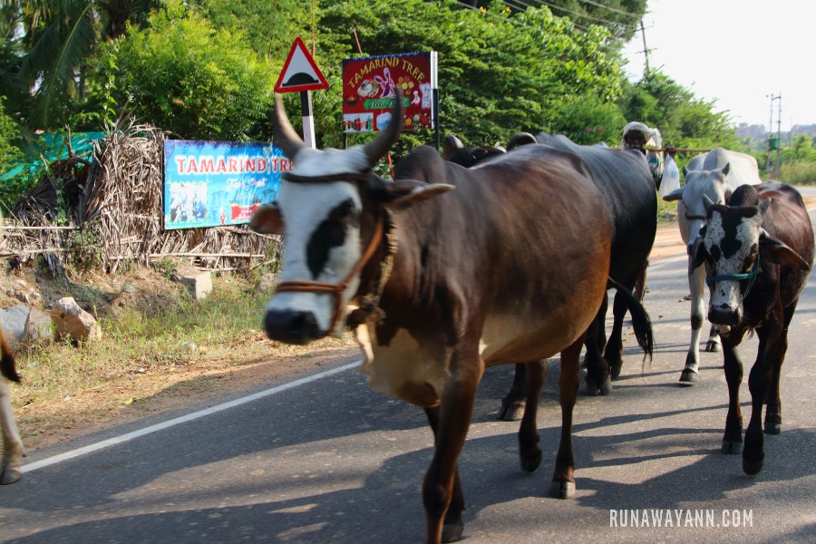 Holy cows in Hampi, Karnataka, India