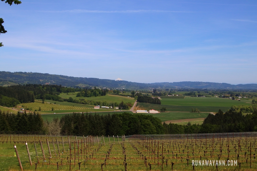 Dolina Willamette W Oregonie - Najlepsze Winnice Dla Wielbicieli Pinot Noir