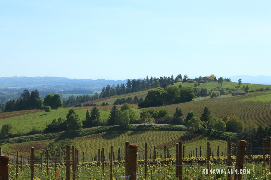 The wonderful vineyards of Oregon's Willamette Valley