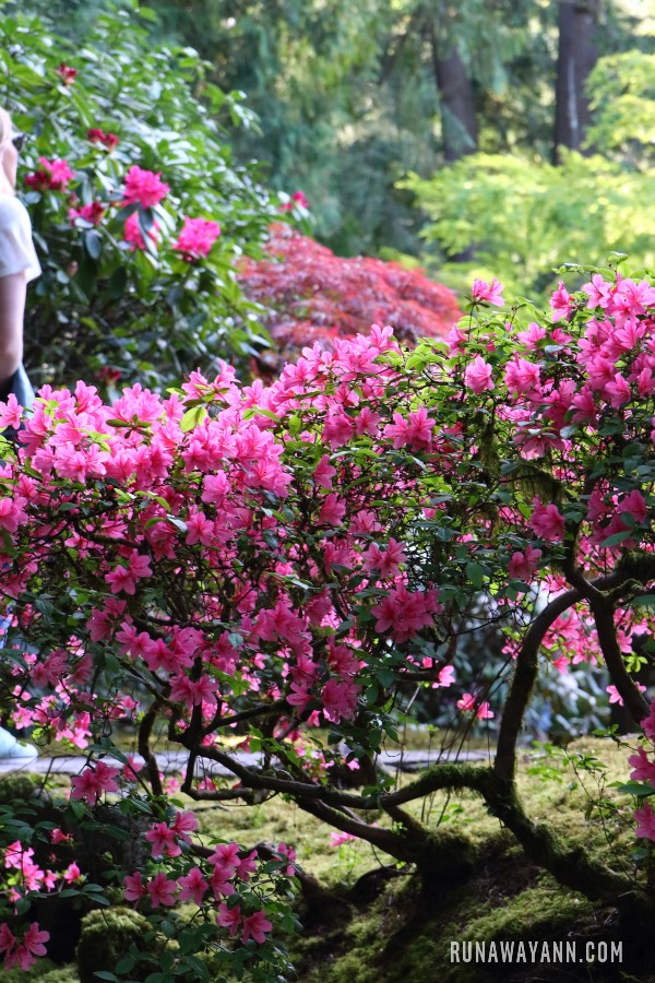 Portland Japanese Garden, Portland, Oregon, USA