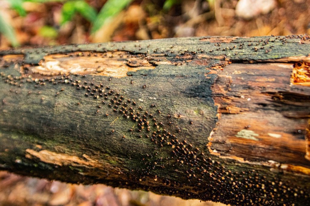 Taman Negara, Malaysia