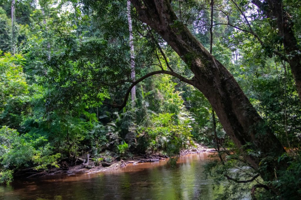 Taman Negara, Malaysia