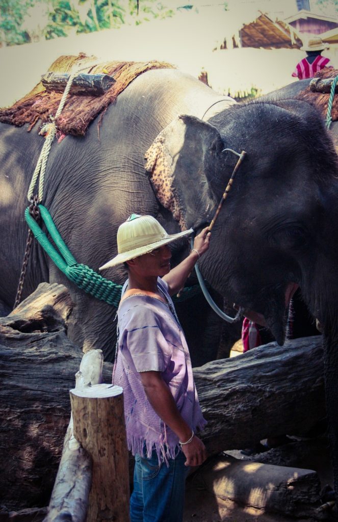 Rethink Your Plans: 10 Reasons to Avoid Elephant Rides in Thailand